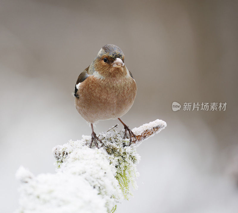 冬天的苍头燕雀(Fringilla coelebs)